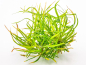 Preview: Zwergschwertpflanze - Helanthium tenellum ´Red´ in vitro